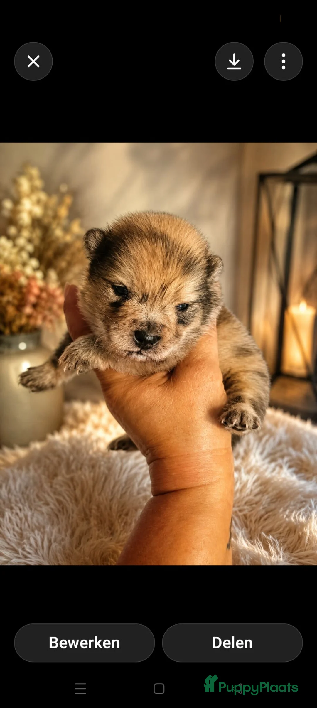 Chow Chow honden te koop: Super leuke MINI CHOW CHOWS in Baexem - Advertentie 1