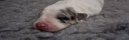 Kruising honden te koop: Geweldige leuke pups corgi x Australian shepherd - Advertentie 9