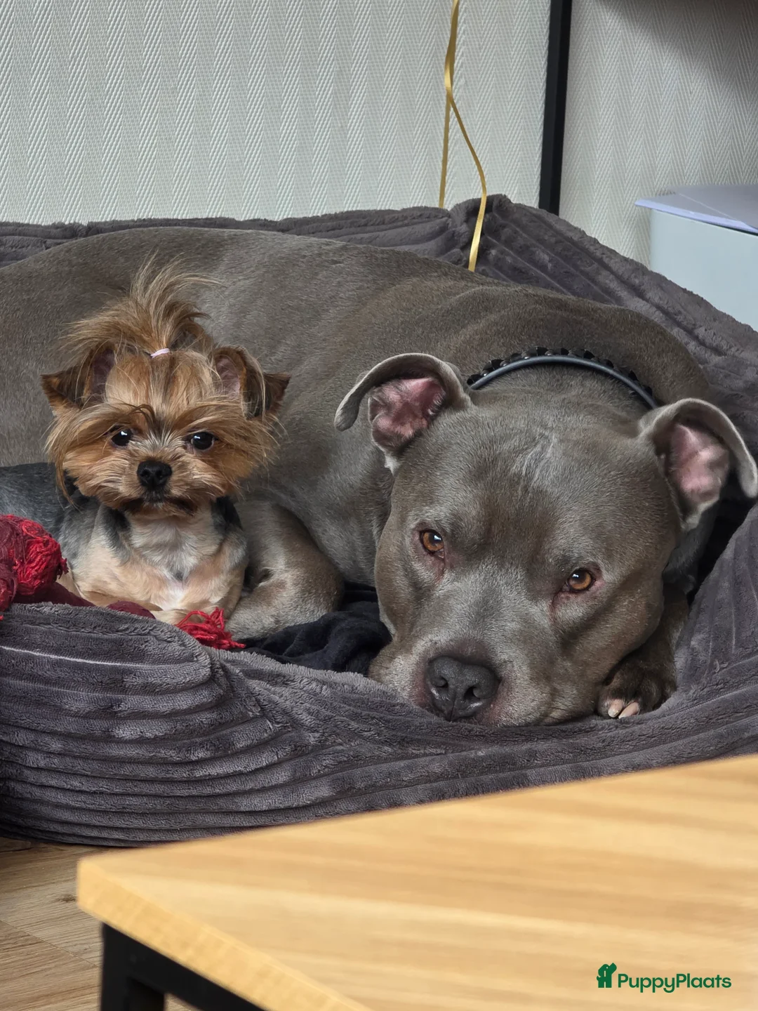 American Staffordshire Terriër honden ter dekking: American Staffordshire Terrier Reu  voor dekking - Advertentie 15