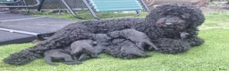 Labradoodle honden te koop: Mooie mini tot medium echt zwart pupjes - Advertentie 7