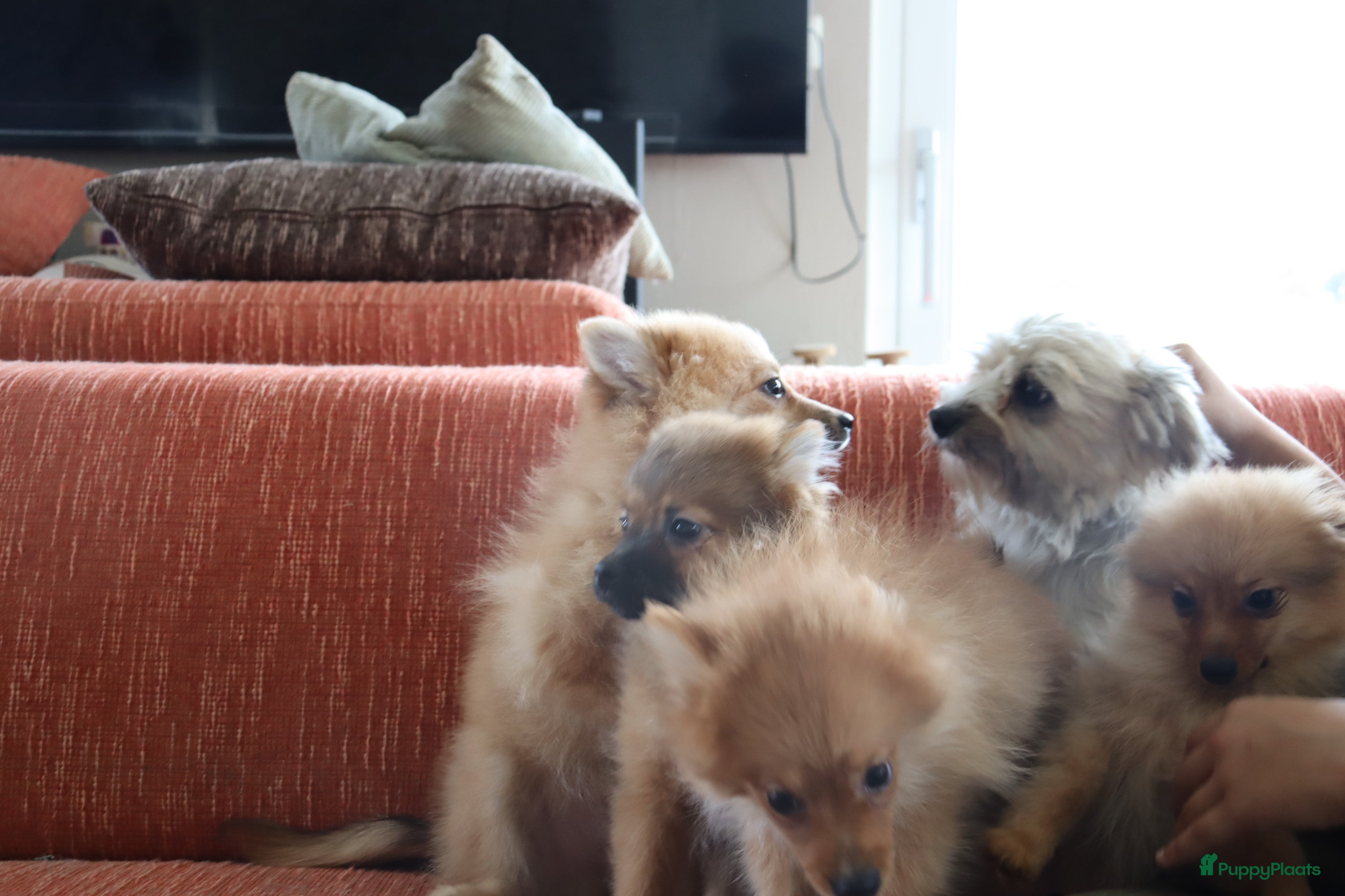 Keeshond honden Lieve Pommeriaan pups te koop - Advertentie 2