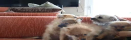 Keeshond honden te koop: Lieve Pommeriaan pups te koop - Advertentie 2