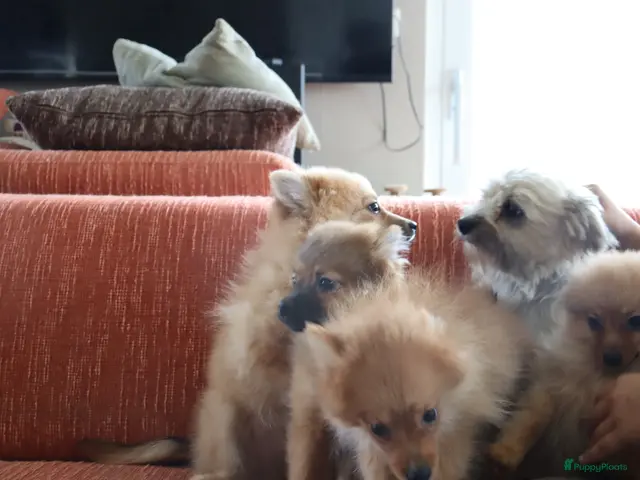 Keeshond honden Lieve Pommeriaan pups te koop - Advertentie 2