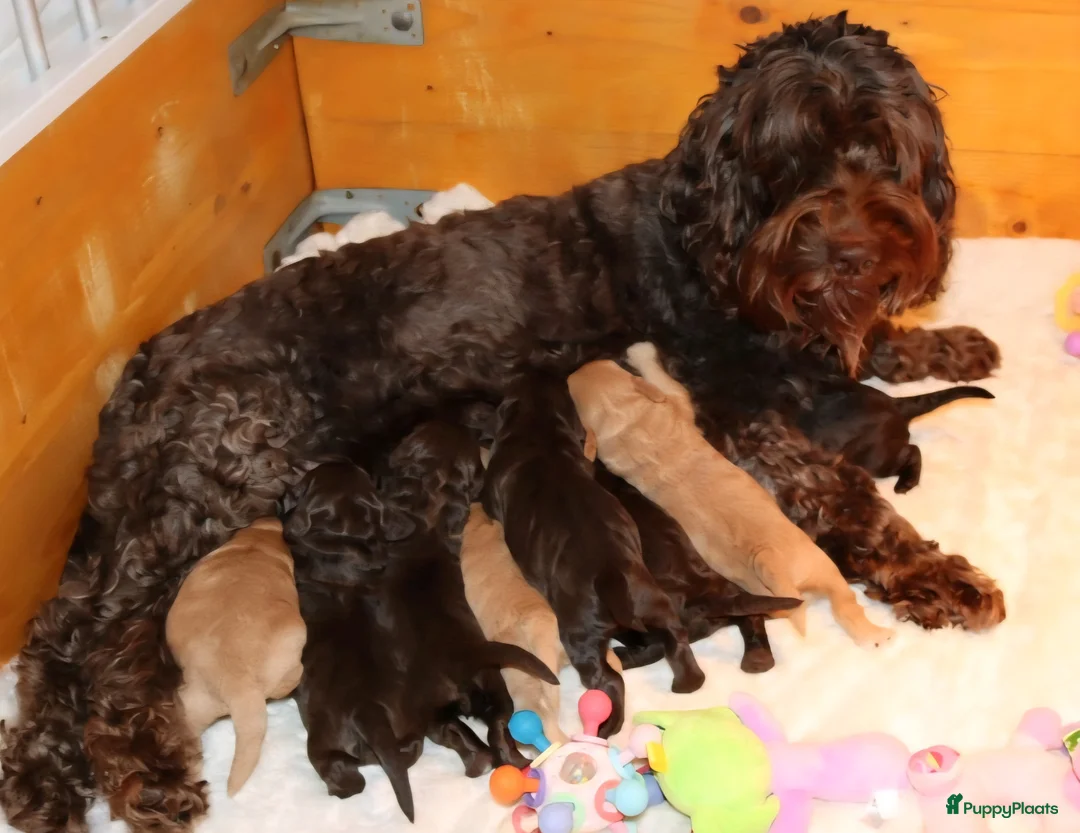 Kruising honden te koop: Australian labradoodle pups - Advertentie 18