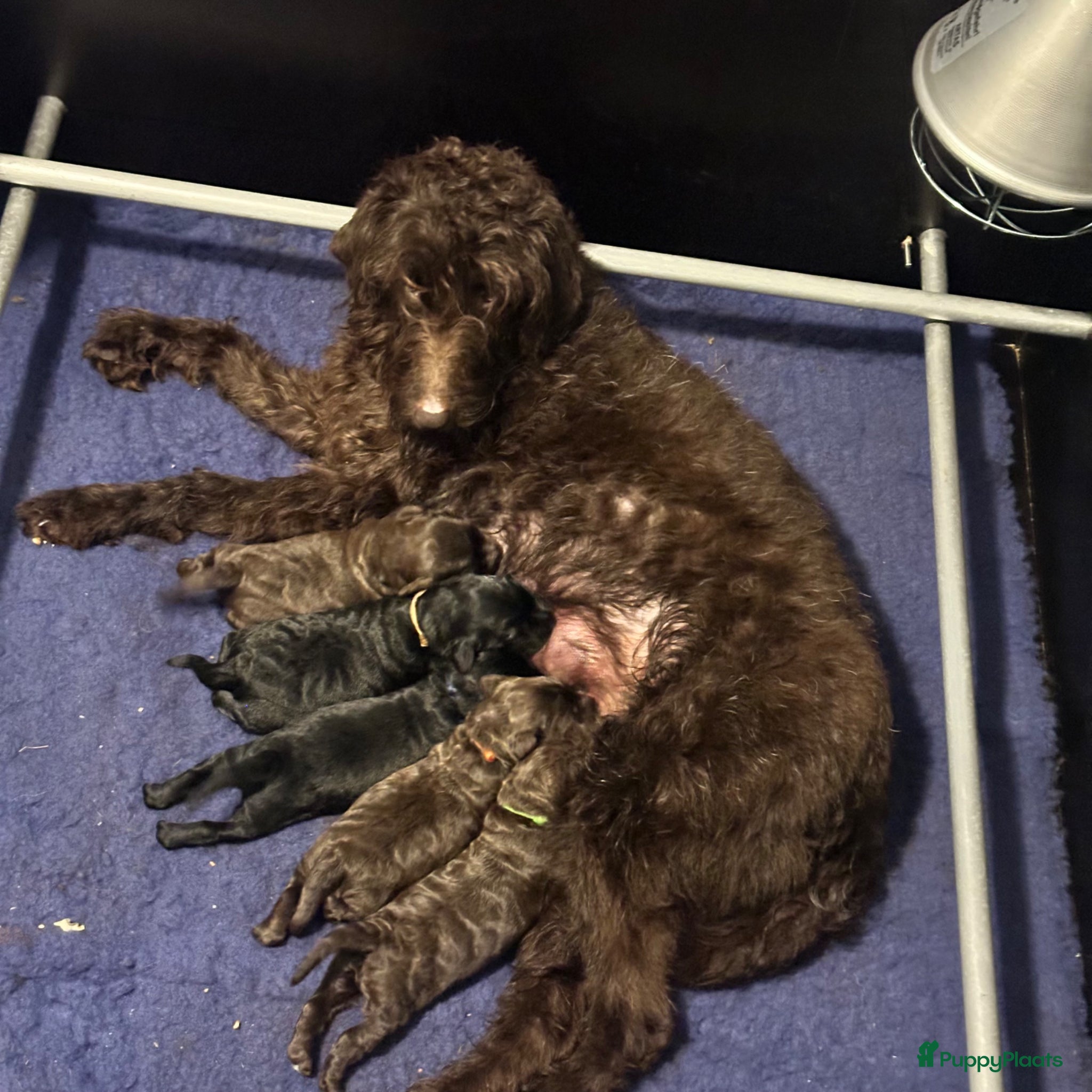 Kruising honden Fleece doodles  - Advertentie 2