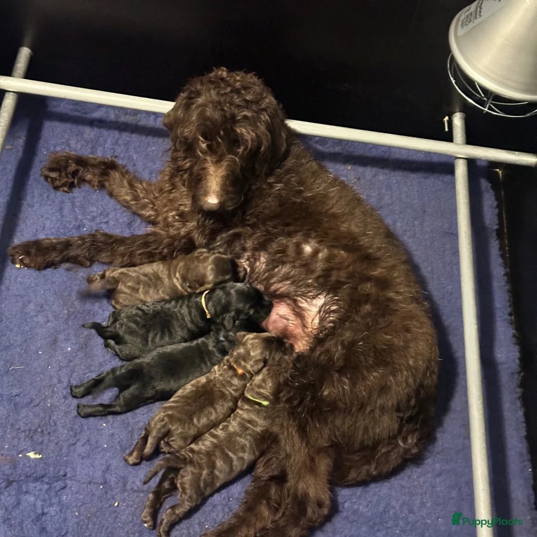 Kruising honden te koop: Fleece doodles  in Naaldwijk - Advertentie 2