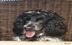Cockapoo honden te koop: Nestje cockapoo  - Afbeelding 1