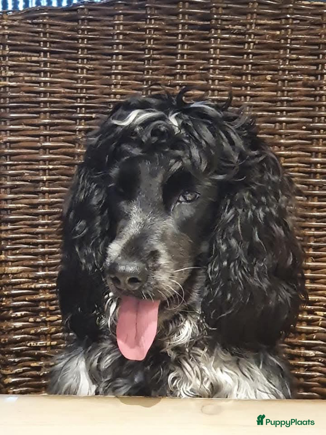 Cockapoo honden te koop: Nestje cockapoo  - Afbeelding 1