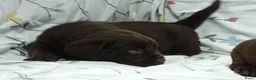 Labrador Retriever honden te koop: Mooie bruine labrador pups van stamboomouders  - Advertentie 5