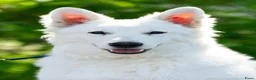Zwitserse Witte Herdershond honden te koop: Nestje verwacht van Zwitserse herder(met stamboom) - Advertentie 3