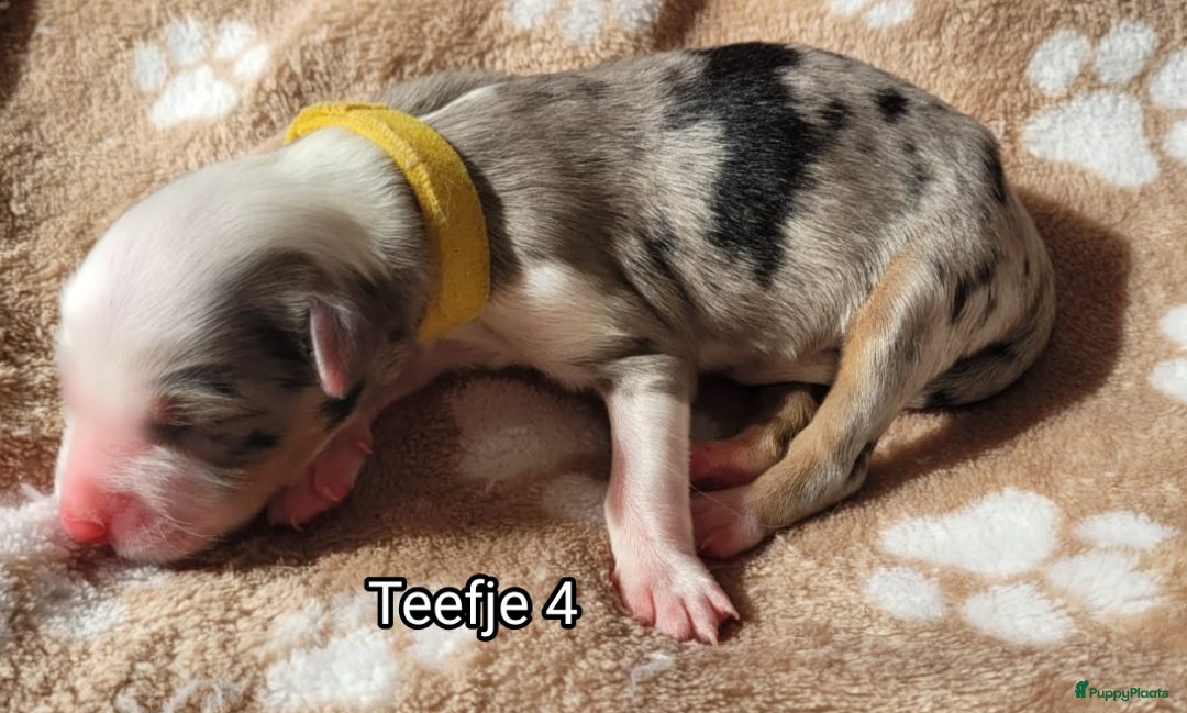 Australian Shepherd honden te koop: Australian Shepherd puppies geboren!  - Afbeelding 15