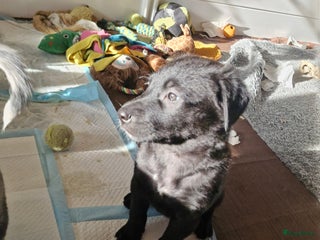 Kruising honden Prachtige kruising pups - Advertentie 1