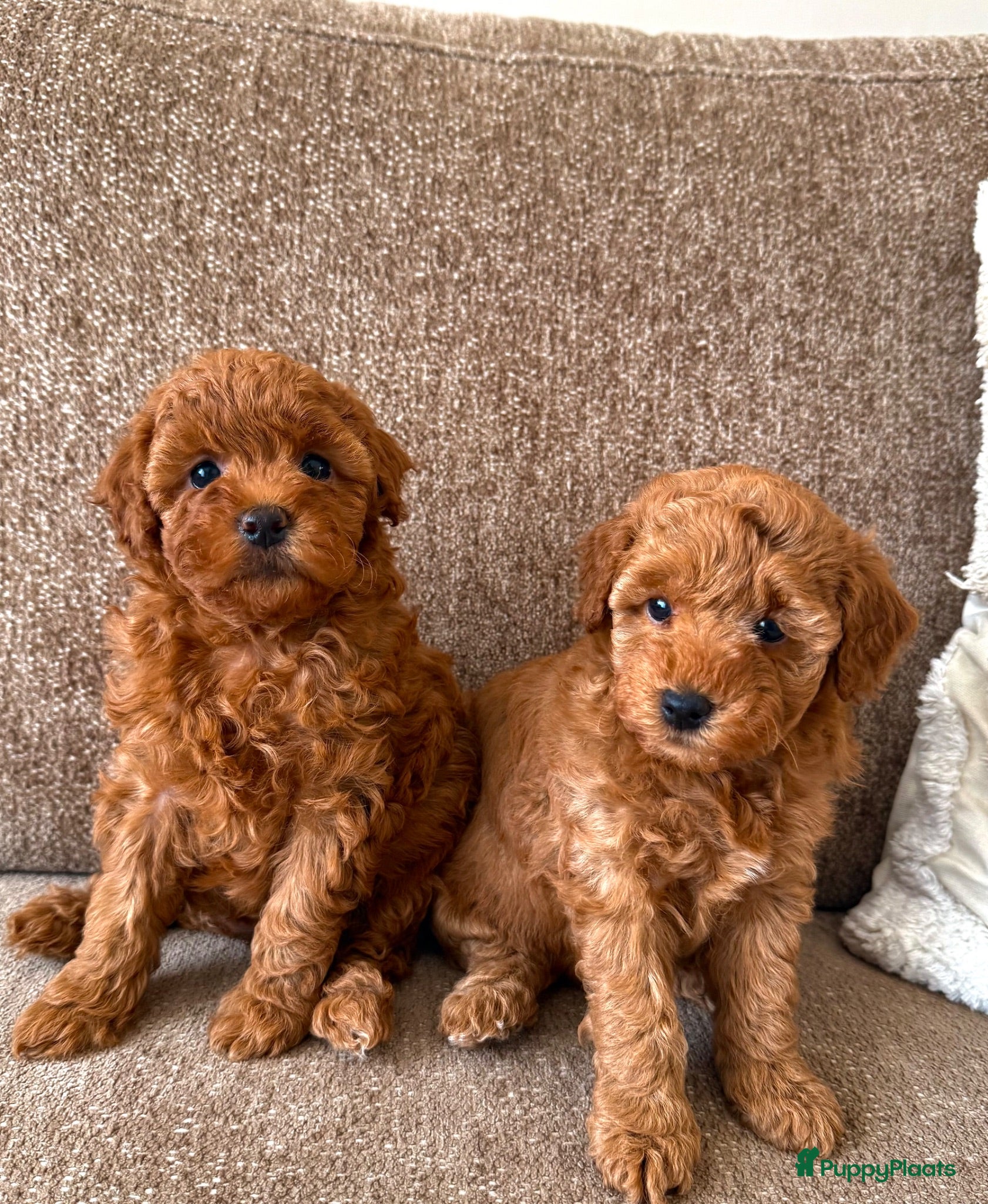 Kruising honden Dwergpoedelpuppy’s  - Advertentie 1