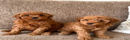 Kruising honden te koop: Dwergpoedelpuppy’s  - Advertentie 1