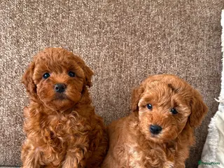 Kruising honden Dwergpoedelpuppy’s - Advertentie 1