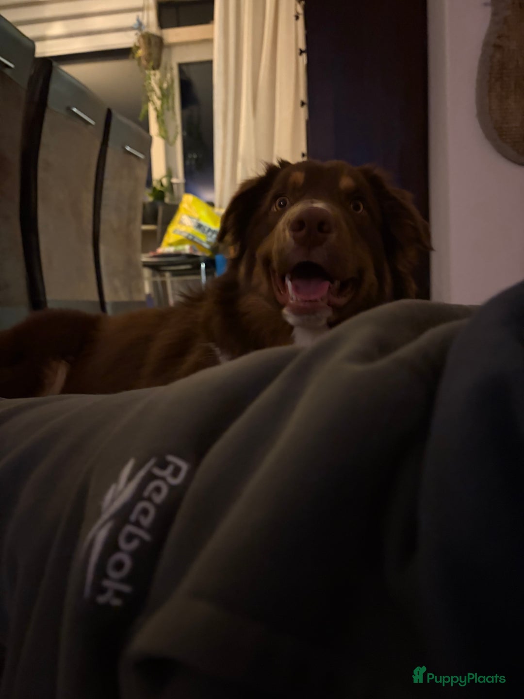 Australian Shepherd honden ter adoptie: Australian Shepherd Bobbi  - Advertentie 3