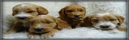 Cockapoo honden te koop: Cockapoo pups - Advertentie 6