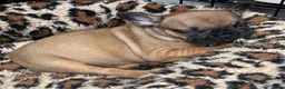 Franse Bulldog honden te koop: Franse Bulldog pups - Advertentie 16