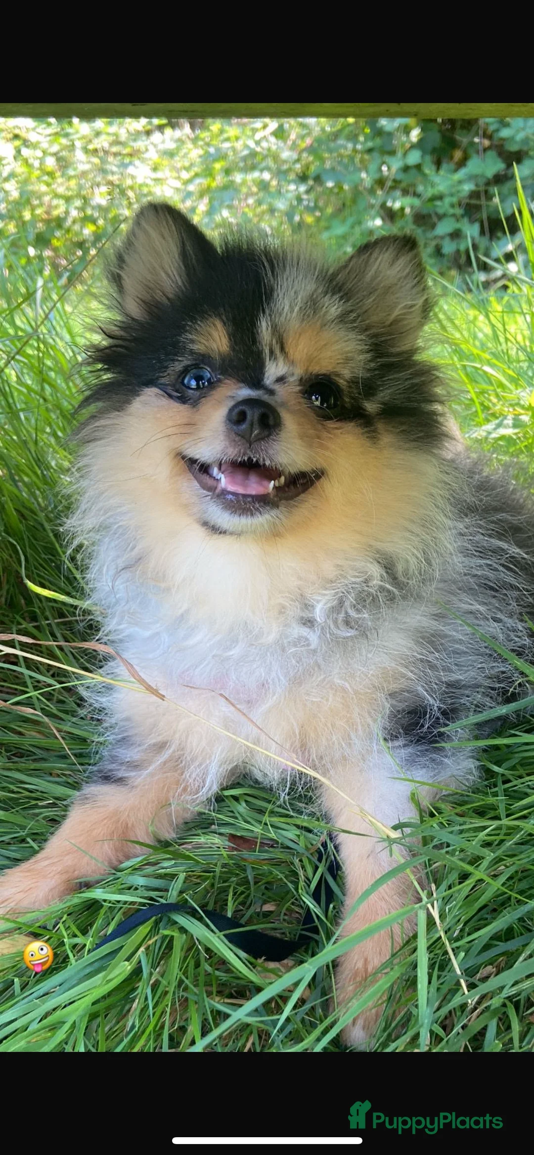 Pomeriaan honden te koop: Pomeriaan pups te koop  - Advertentie 11