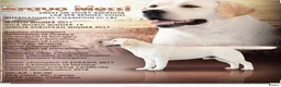 Labrador Retriever honden te koop: Authentieke Gele Labrador Pups Met Stamboom - Advertentie 13