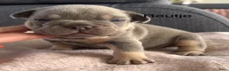 Franse Bulldog honden te koop: Prachtig nestje Franse Bulldog pups  - Advertentie 6