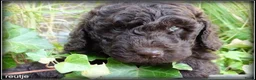 Labradoodle honden te koop: Labradoodle mini +/- 40 cm chocolade bruin - Advertentie 12