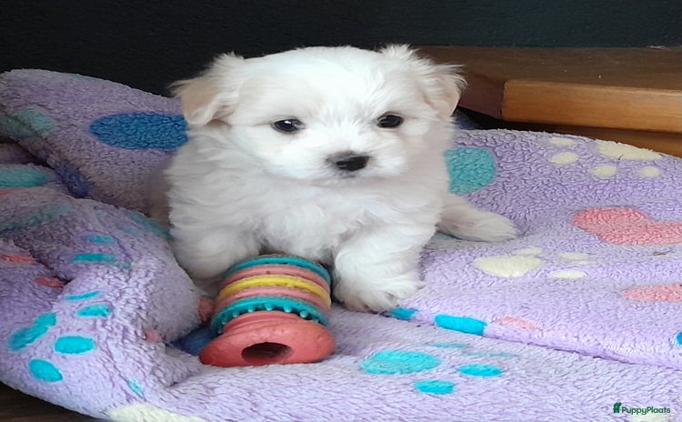 Coton De Tuléar honden - Advertentie 4