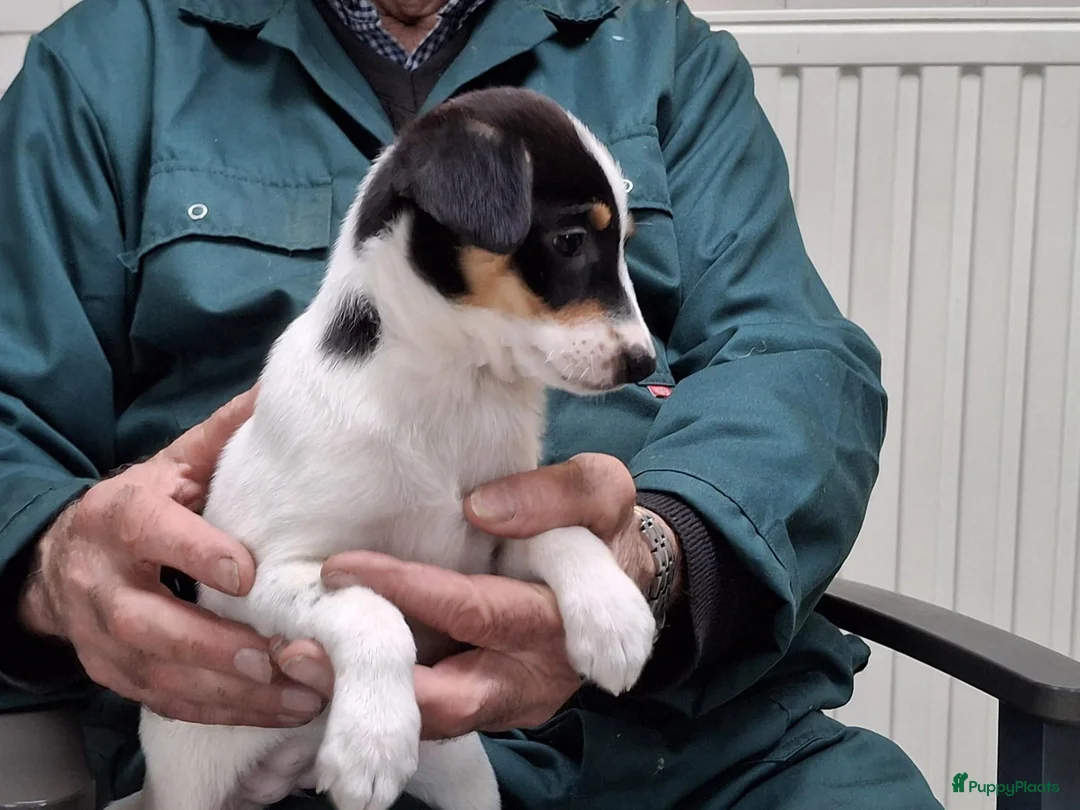 Fox Terriër Gladhaar honden te koop: boerenfox pups - Advertentie 2