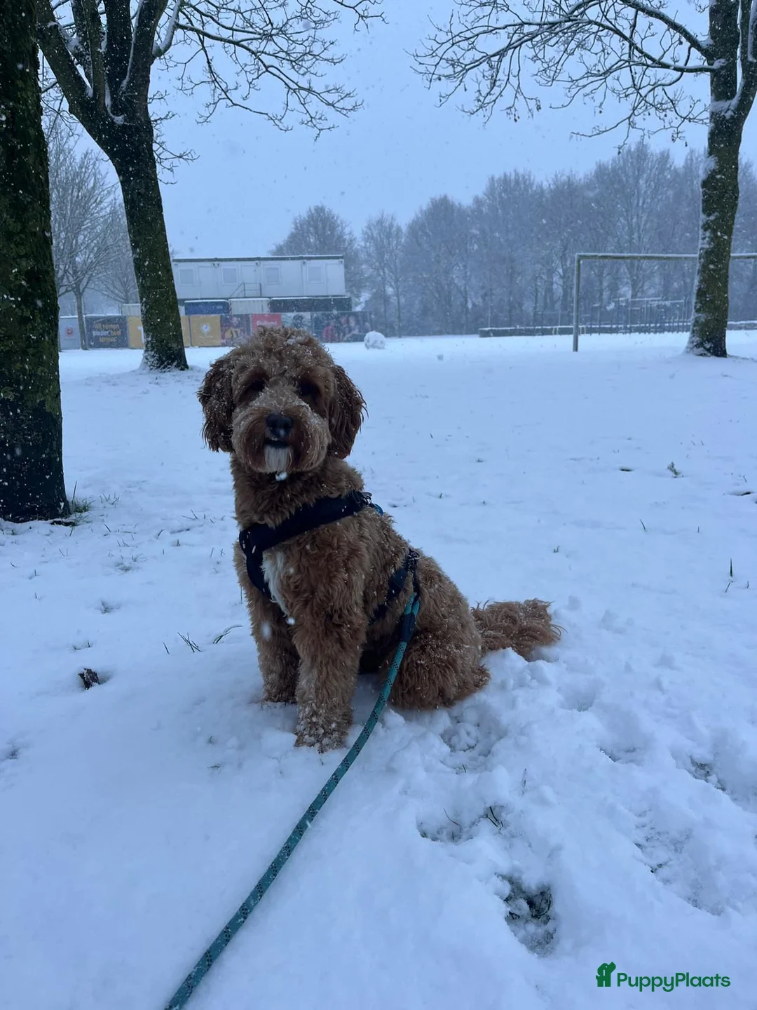 Australian Labradoodle honden te koop: Medium Cobberdog/Australian Labradoodle nestaank - Advertentie 27