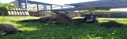 Kruising honden te koop: Boerboel x amerikaanse stafford pups - Advertentie 4