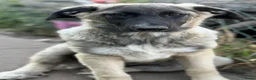 Anatolische Herdershond honden ter adoptie: Diesel - Advertentie 3
