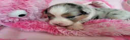 Australian Shepherd honden te koop: Australian Shepherd met FCI Stamboom - Advertentie 16