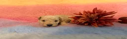 Lakeland Terriër honden te koop: Leuke lakeland pups met stamboom - Advertentie 11
