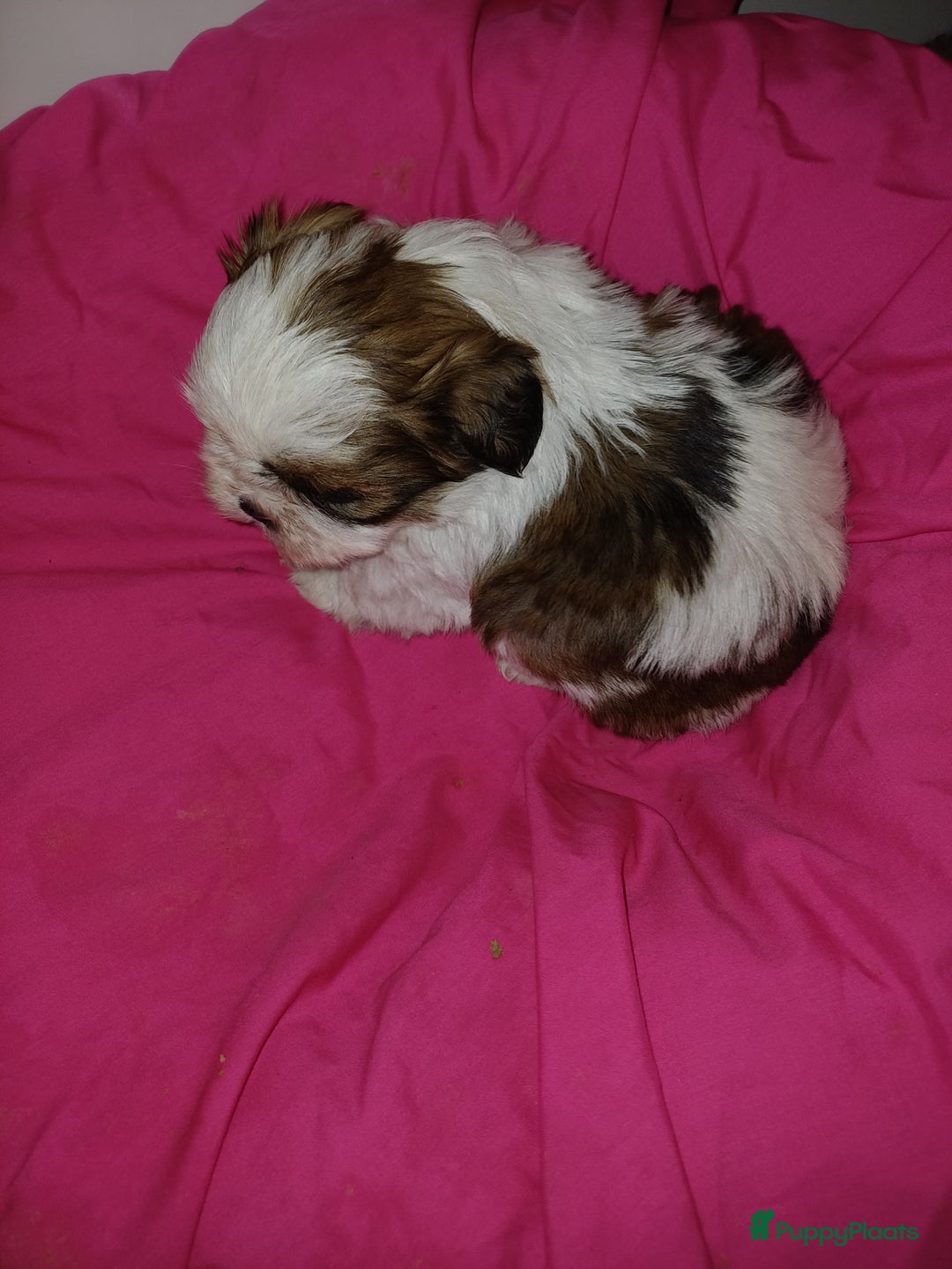 Shih Tzu honden te koop: Lieve leuke raszuiver shih tzu pups  - Advertentie 9