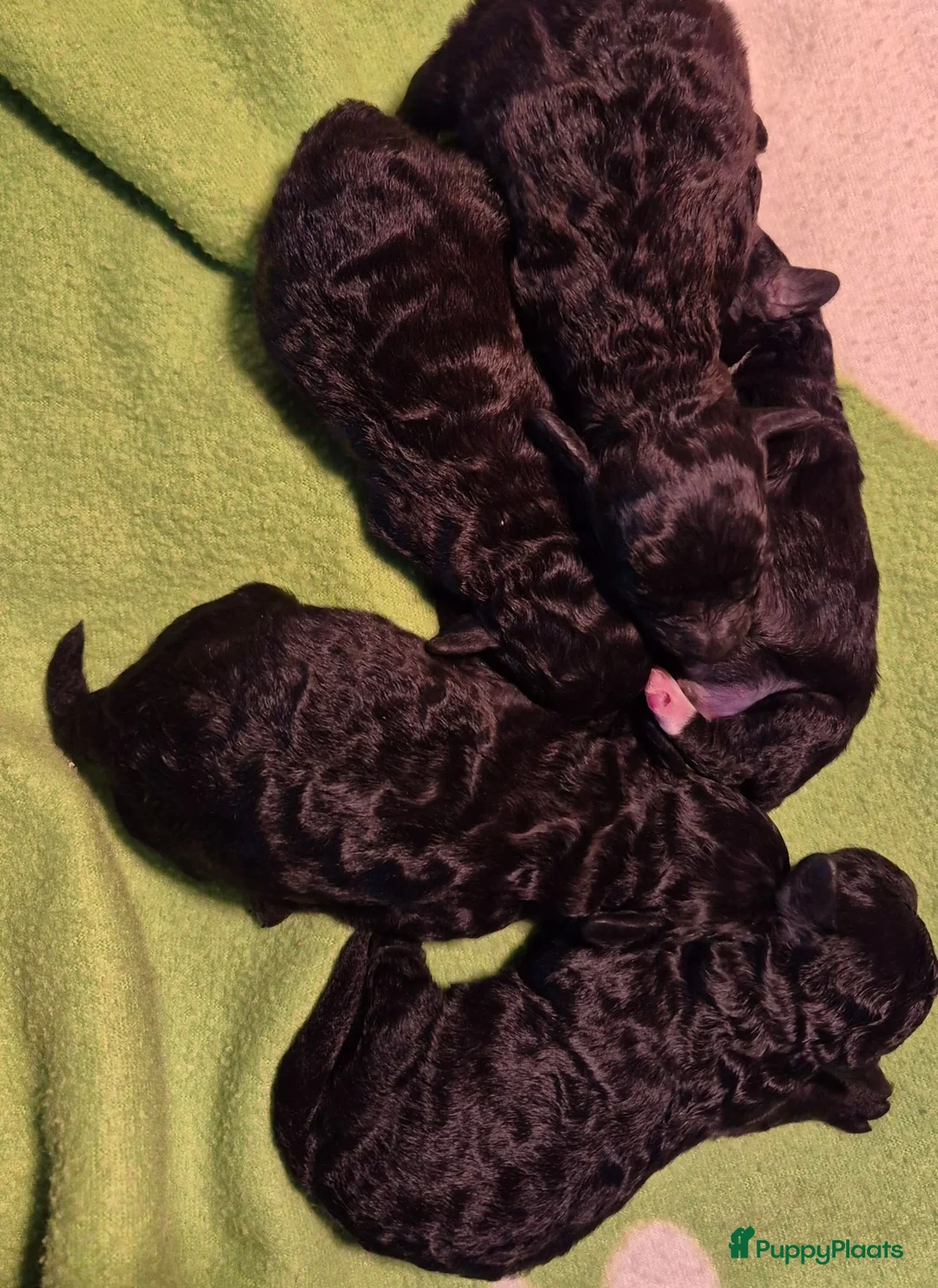 Dwergpoedel honden te koop: Mooie Dwergpoedel pups - Advertentie 2