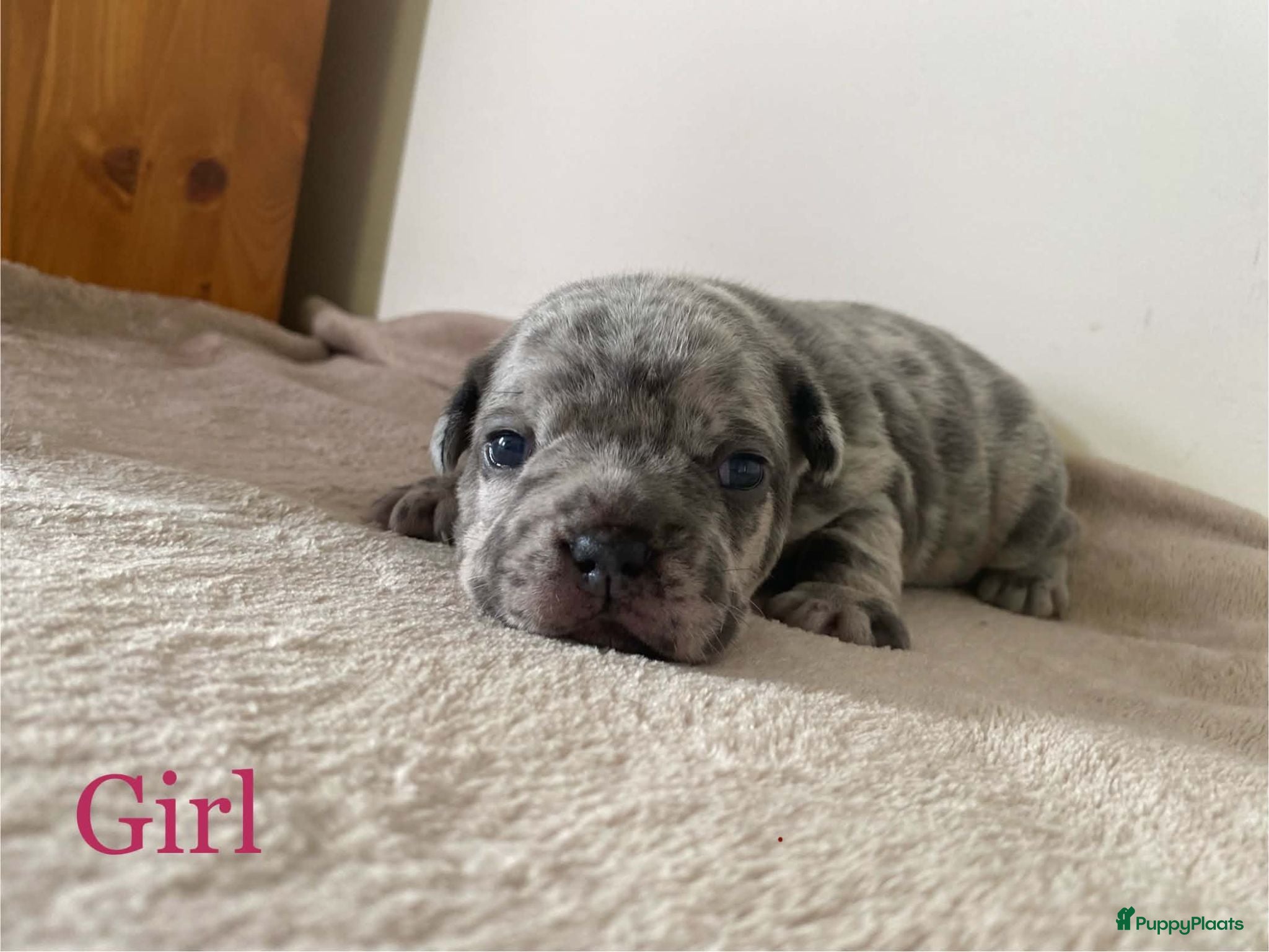 Franse Bulldog honden Franse bulldog pups  - Advertentie 7
