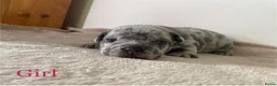 Franse Bulldog honden te koop: Franse bulldog pups  - Advertentie 1