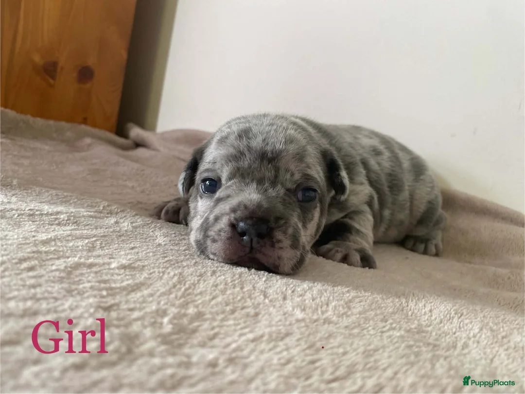 Franse Bulldog honden te koop: Franse bulldog pups  - Advertentie 1
