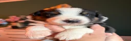 Kruising honden te koop: Border collie/Australian Shepherd pups - Advertentie 8