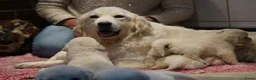 Golden Retriever honden te koop: Golden Retriever Pups met Stamboom. - Advertentie 25