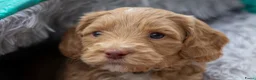 Australian Labradoodle honden te koop: Medium Australian Labradoodle puppy's - Advertentie 17