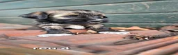 Tibetaanse Terriër honden te koop: Tibetaanse terriër pups met FCI stamboom - Advertentie 13