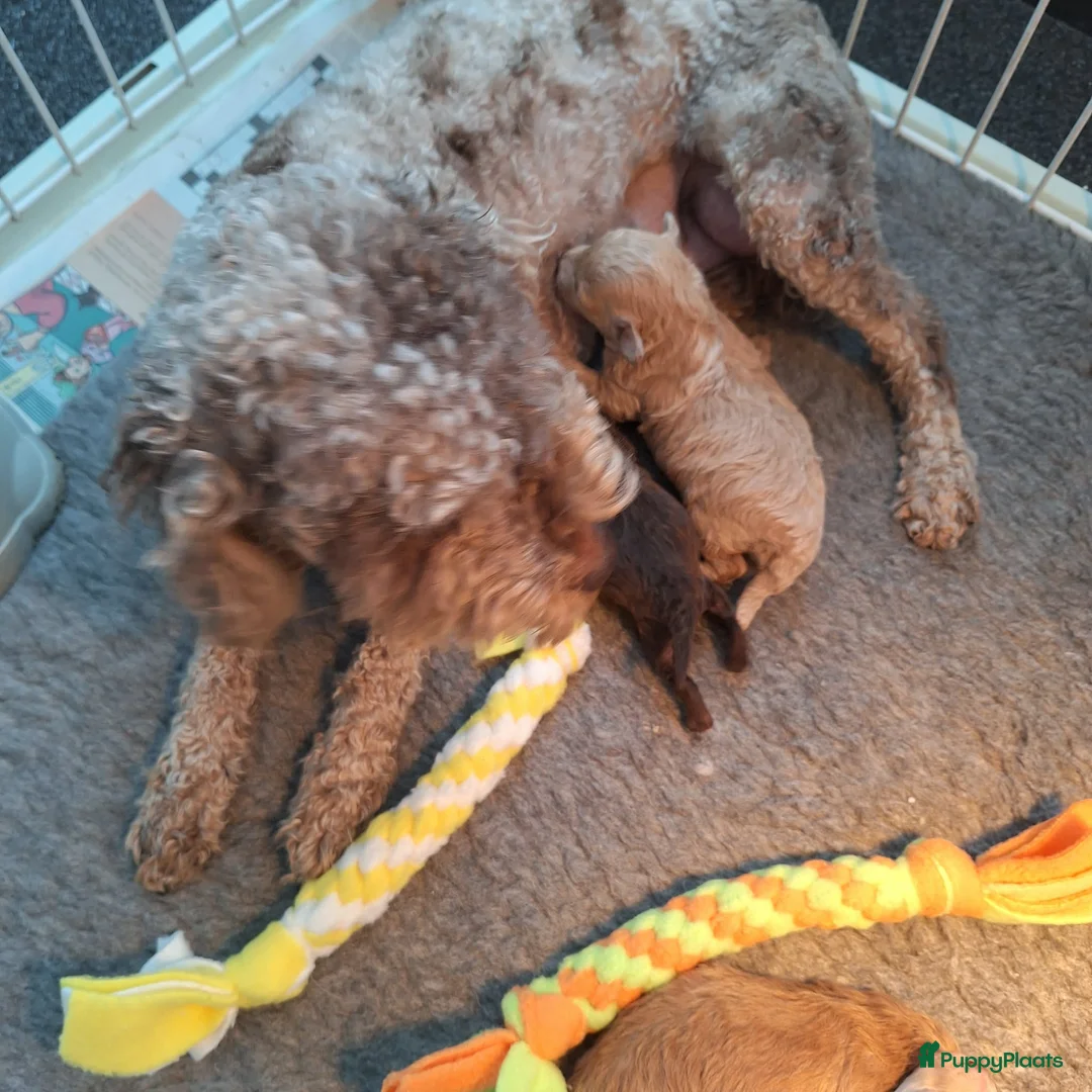 Poedel Toy honden te koop: 1 abricot/blond/merle toypoedel reutje - Advertentie 5