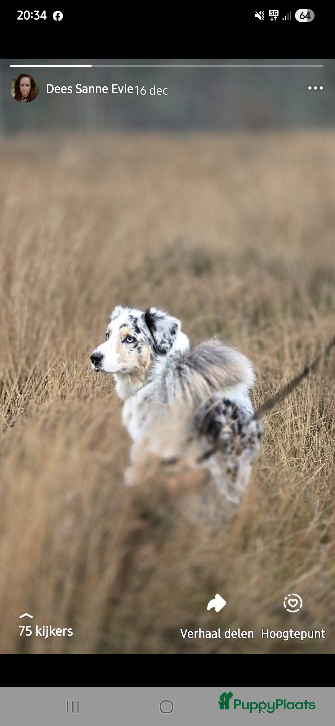 Australian Shepherd honden Mooie australian sherperd pups. - Advertentie 1
