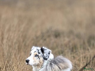 Australian Shepherd honden Mooie australian sherperd pups. - Advertentie 1