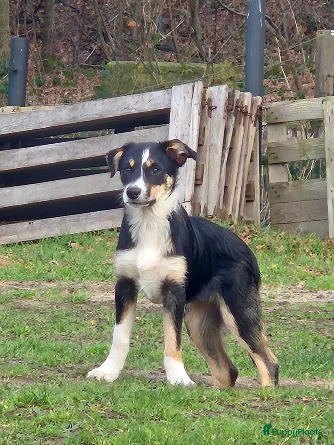 Border Collie honden te koop: Border Collie pups met stamboom - Advertentie 2