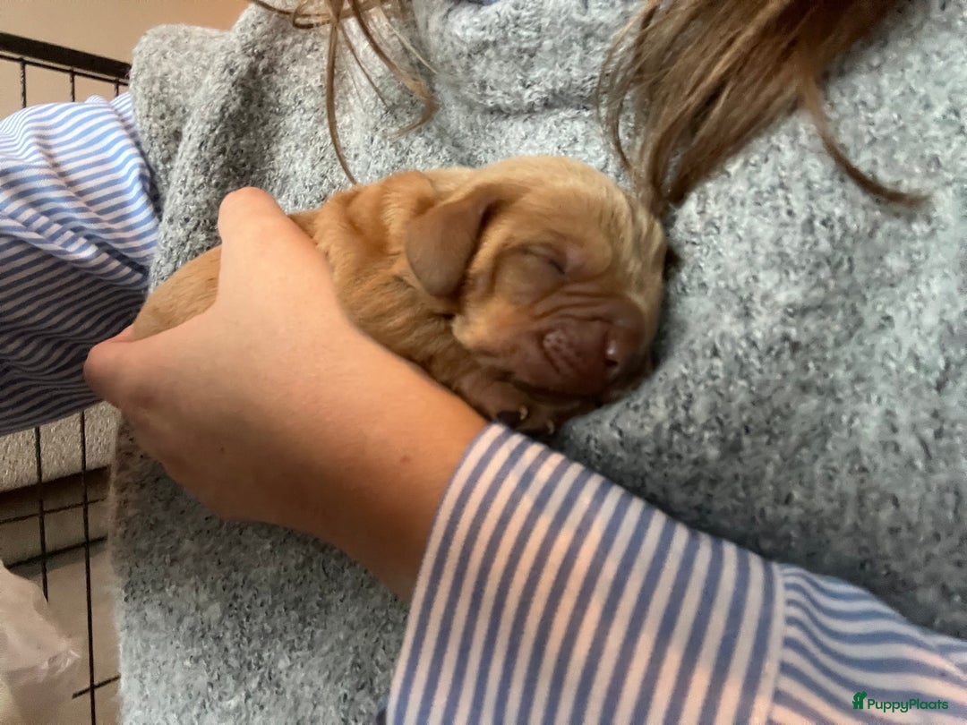 Basset fauve de Bretagne honden te koop: Raszuivere Basset fauve de Bretagne pups  - Advertentie 3