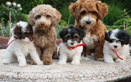 Maltipoo honden ter dekking: Dekreutje maltipoo, sjefke niet te koop. - Advertentie 7