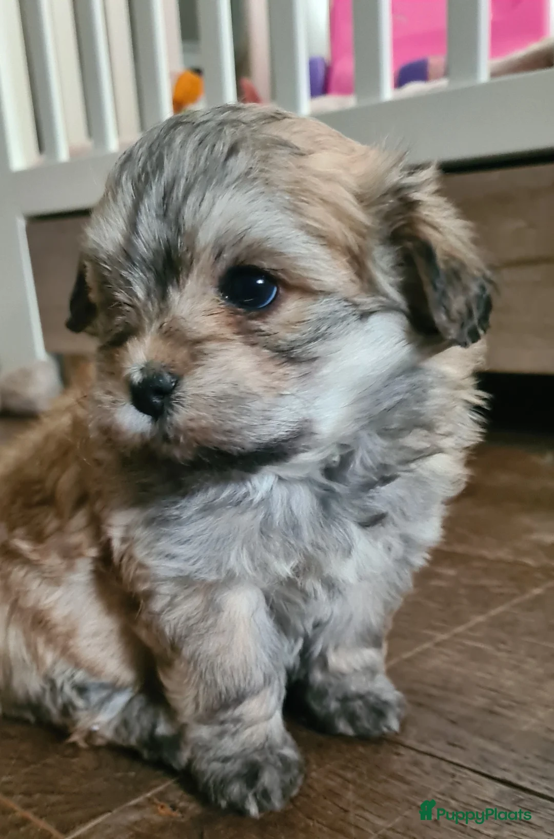 Kruising honden te koop: Prachtige lieve shipom pups - Advertentie 14