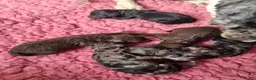 Labradoodle honden te koop: Mooie mini labradoodle puppies  - Advertentie 4
